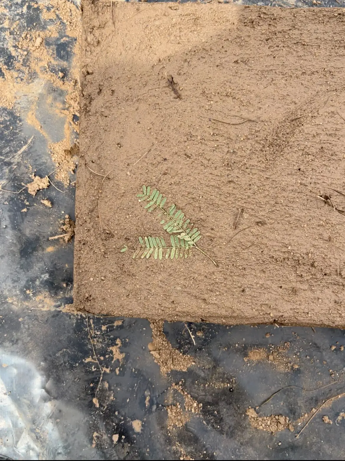 Práctica del taller Tierra como material constructivo impartido en Hermosillo